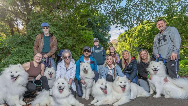 Ã’The wolf packÃ“ at the RSPCA SA's Million Paws Walk 2024 Picture: Ben Clark. Pictured on 25th May 2025. Picture: Ben Clark