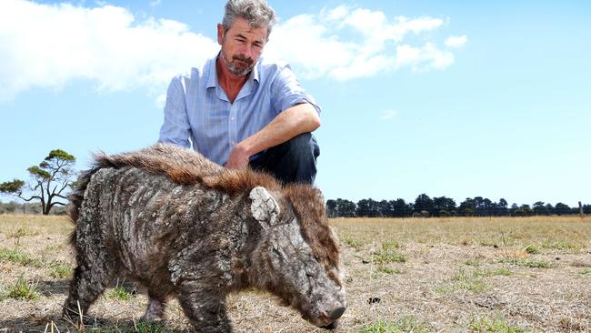 John Harris inspects a blind and mange-riddled wombat at Kelso. Picture: CHRIS KIDD