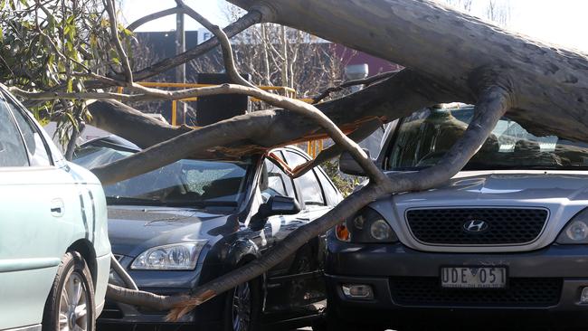 A large gum tree cushed cars at Station St, Bayswater, opposite the railway station. Photo: Janine Eastgate