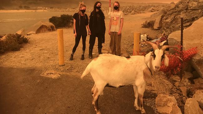 Emerald Adams, Katarzyna Krilov and Lachlan Reilly with their goat Hansel in Narooma, NSW, on Saturday. Picture: AAP