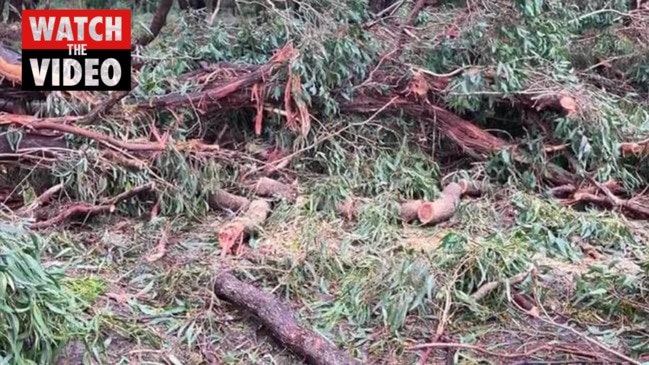 Dandenong Ranges storm damage