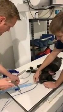 Mac the French Bulldog given lifesaving treatment with a magnet at Animal Emergency Service Carrara, Gold Coast