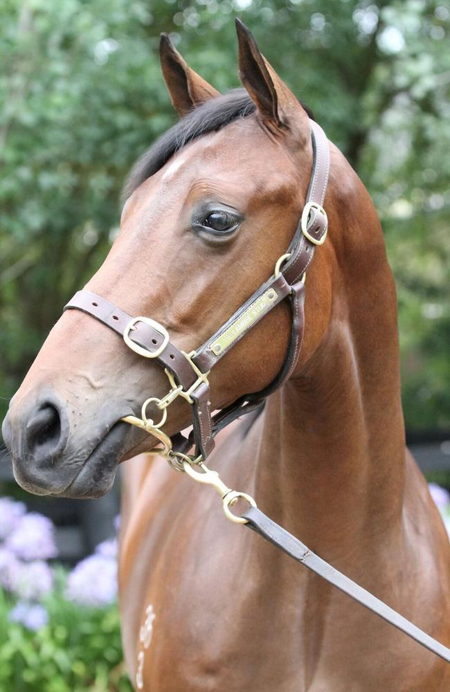 RSPCA seized Sutcliffe, who suffering a painful injury while on Jessica Schneider's property. The horse was later euthanised at the direction of the animal welfare agency without the permission of Schneider.