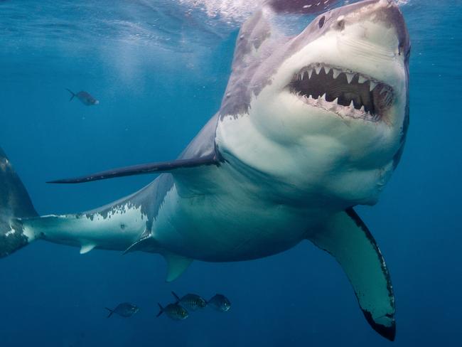 Neptune Island,Australia, Great White Shark