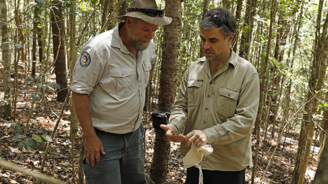 View of ecologist Dan Ferguson and QPWS ranger Lindsay Wessling and a Nangur spiny skink (Nangura spinosa) at the release site. Image taken: 05/12/2023 | DIGITAL ORIGINAL