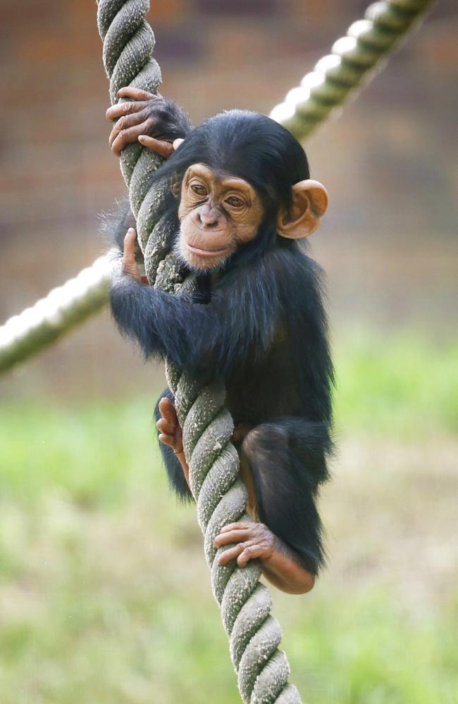 9-month-old chimpanzee Cekiri clings to a rope at Taronga Zoo in Sydney. Picture: Richard Dobson