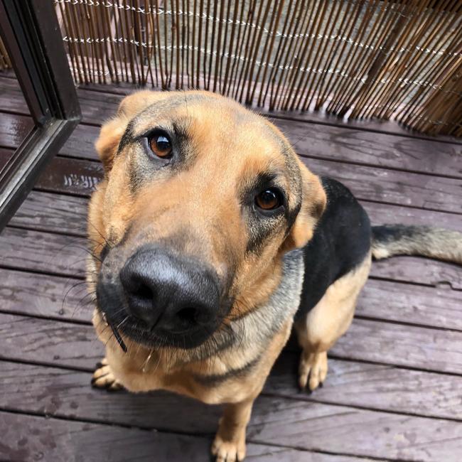 Fallon Allen, an 18-month-old German Shepherd from Berkeley Vale, putting on her best puppy face to convince her mum to let her inside for cuddles in front of the fireplace. Picture: Stella Shepherd