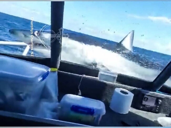 A Mako shark jumped onto the foredeck of the fishing boat 07 November 2022. Picture: Facebook/Churchys Charters