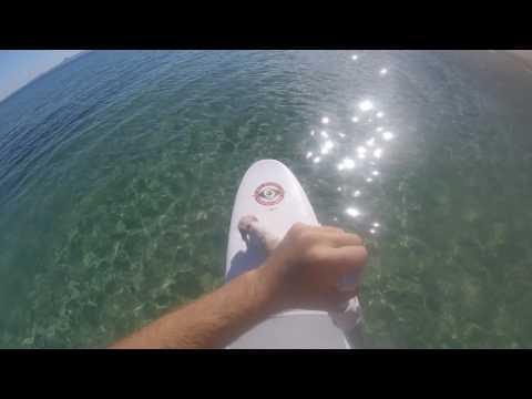 Paddle Boarding With Coco the Dog at the Great Barrier Reef. Credit - James Tansey via Storyful