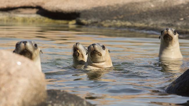 Curious juvenile Australian sea lions at Pearson Isles. Picture: Eliza Muirhead / Sea Shepherd