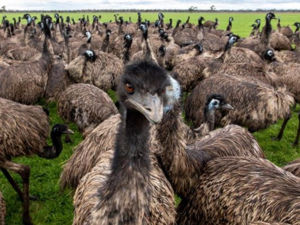 Emus are very large birds. Война с эму.