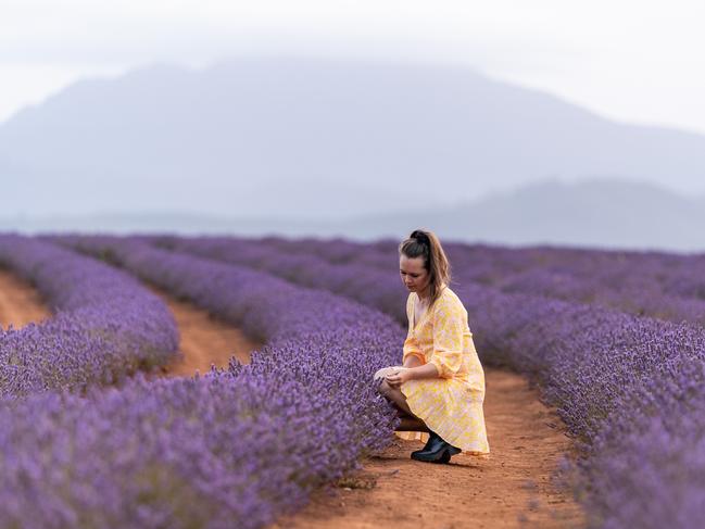 Bridport, in the state’s north east is a great spot to visit at this time of year when the lavender is at its blooming best.