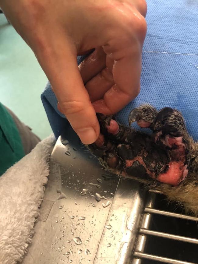 Woomba the koala reaches out his paw for some treatment at Currumbin Wildlife Hospital