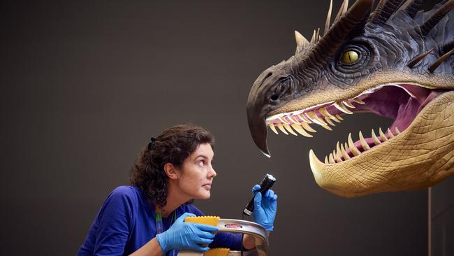 A Museums Victoria staff member inspects a Wizarding World dragon head replica, which is on display at Melbourne Museum as part of Fantastic Beasts: The Wonder of Nature. Picture: Eugene Hyland