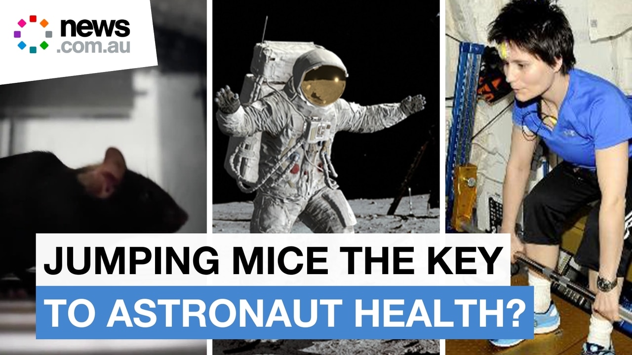 How jumping mice could change how astronauts maintain health