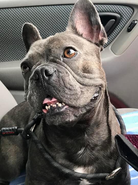 This is Cash! He is a little Frenchie living in Bilinga. The goodest boy ever and also the cutest. He is also incredibly sweet, I was recently really sick and he spent every second by my side. 11/10.