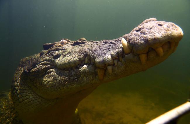 NT News photographer Justin Kennedy got up close and personal with Smaug the 5m saltwater croc. Smaug has been featured in more than 100 documentaries and movies in his filming pen. Picture: Justin Kennedy