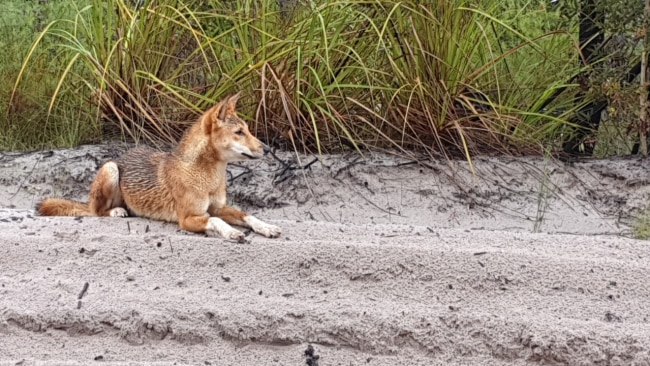 A dingo on Fraser Island. Source: Supplied.