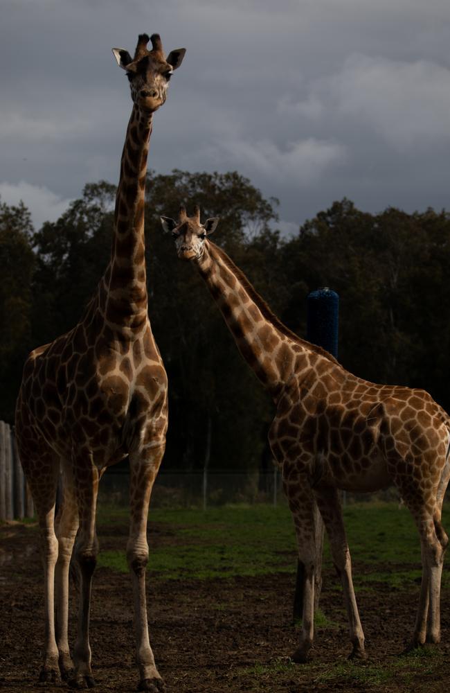 Mogo Zoo Welcomes Royalty With Naming Of New Giraffe Daily Telegraph