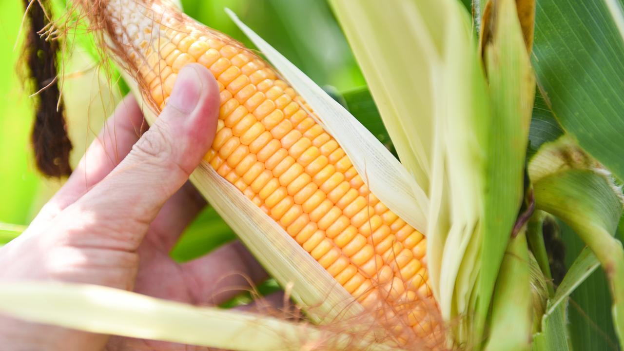 Grow your own corn