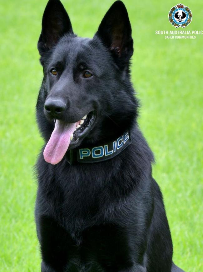 Police dog Zac. Picture: Supplied