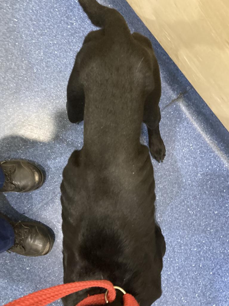 Boofy was described as ‘extremely emaciated’. Picture: RSPCA WA