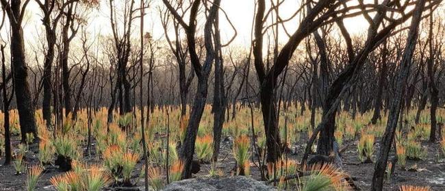 Burnt bushland and regrowth surrounding Mallacoota, in East Gippsland.