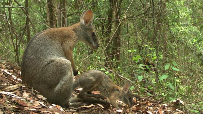 NSW National Parks and Wildlife Service is asking residents to spot black-striped wallabies around northern NSW's Gondwana rainforests as part of a 10-year project. Photo: Darren McHugh/DPIE