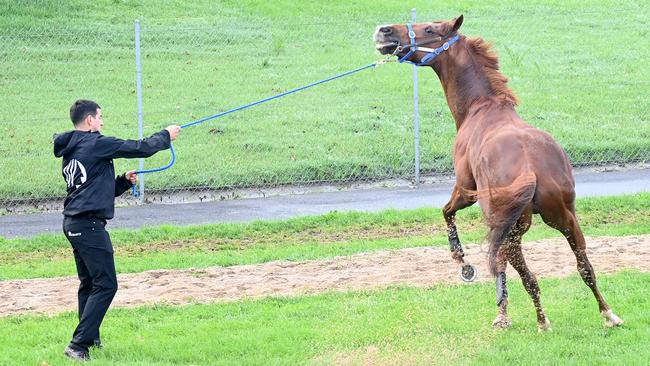 Light Infantry will have to undergo quarantine in both Sydney and Melbourne. Picture: Jeremy Piper.