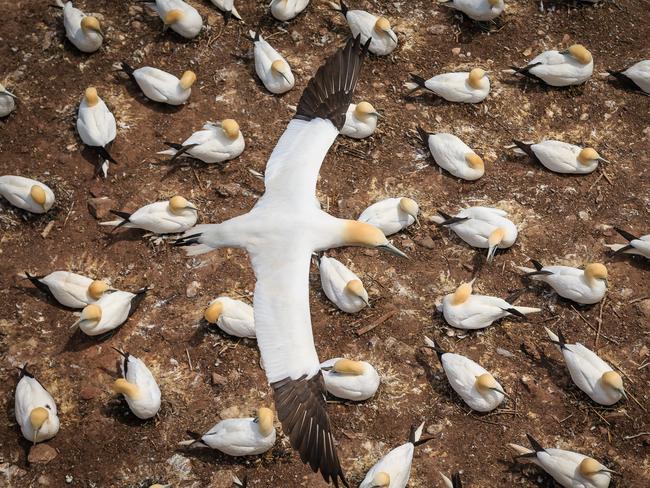 Highly Commended Animal Behaviour ... From Above, As they come back to the nest, Northern Gannets need to fly several times over the perfectly aligned thousands of nests of the colony, in order to figure out where its mate is located. Picture: Jacques-Andre Dupont/WildlifePhoto.com