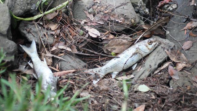 Dead fish on the banks of the Cooks River. Picture: Clare Britton