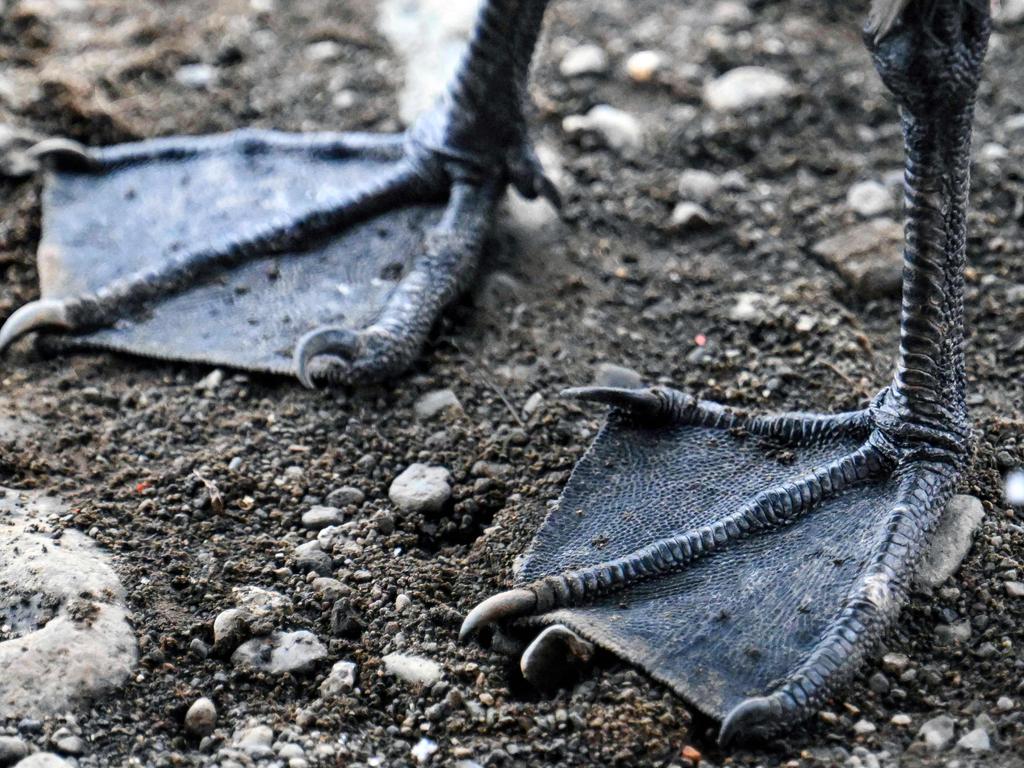 The feet of a brown skua at the Maldonado base in Punta Fort Wiiliams, Greenwich Island, Antarctica, on January 12. Picture: Juan Barreto/AFP