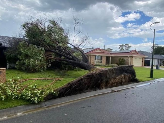 A tree uprooted at Banora Point, just south of the Queensland border, as storms hit northern NSW and southeast Queensland Thursday afternoon. Picture: via Higgins Storm Chasing/Rheannon