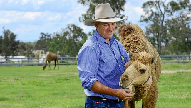 Paul Martin co-owner of The Australian Wild Camel Corporation at Harrisville with Teddy the camel. Picture: David Nielsen