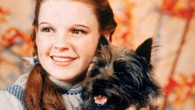 What is the name of Dorothy’s dog in the film The Wizard of Oz? Picture: Actor Judy Garland and Terry the dog (aka Toto), in scene from film "The Wizard of Oz".