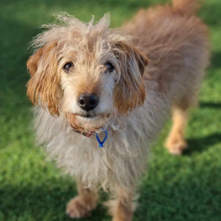 Spikey, a toy poodle and Cocker Spaniel cross is a rescued dog at the RSPCA’s Hunter shelter.