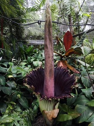 “Spud” the corpse plant flowered at the Cairns Botanic Gardens in 2013.