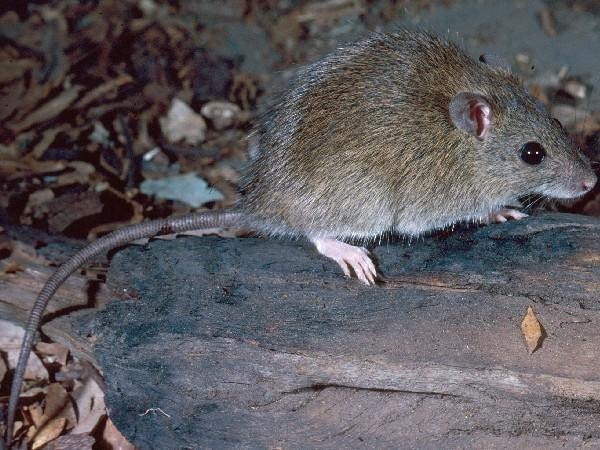 The native canefield rat, which can spread bacteria causing Weil’s disease. Picture: Queensland Government