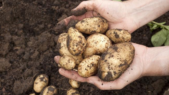 Vegetable processors are upgrading their facilities in Tasmania as the state produces a potential record potato harvest.