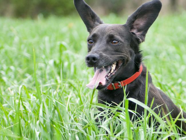 happy excited black dog in a field of long grass. iStock