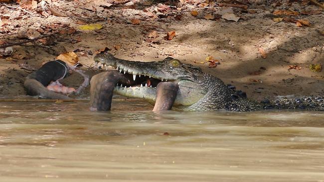 Photographer Marcus Nyman captured the moment a saltwater crocodile took an mysterious and unlucky creature into the murky waters of Cahills Crossing.