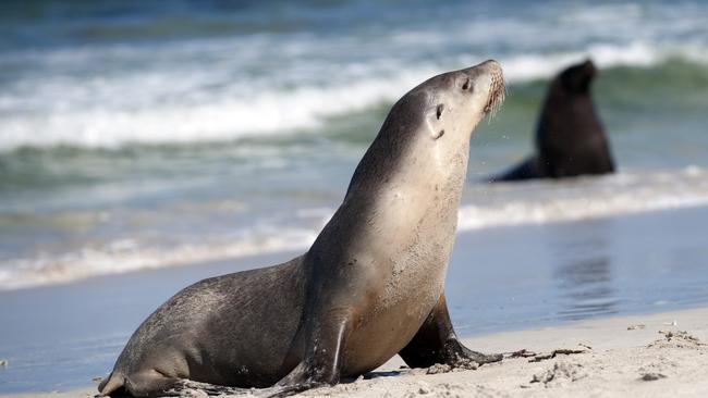 Kangaroo Island residents. Picture: Matt Nettheim / SATC