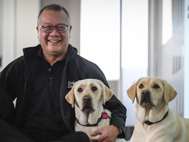 Thursday June 8 2023 Guide Dogs SA/NT CEO Aaron Chia with trainee dogs, L/R.  Kenzi, Esky, Sage and Topaz. Tax time appeal is its largest annual fundraising campaign.Picture:  Roy VanDerVegt