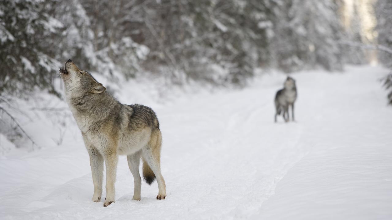 Modern wolves, such as these two in Canada, are much smaller and less scary looking than the Ice Age wolf found frozen in Siberia. Picture: iStock