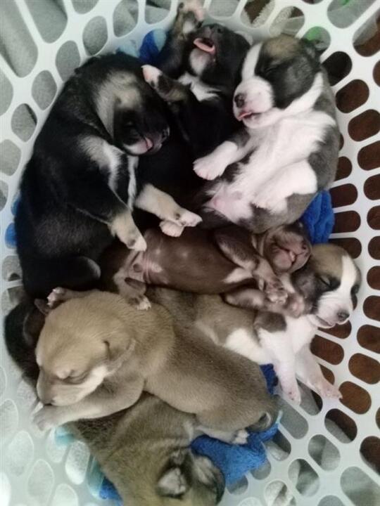 Seven puppies dumped in washing basket in Port Pirie