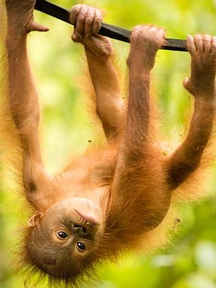 Orphaned and being rehabilitated ... Baby orangutan Rickina at the International Animal Rescue Orangutan Conservation Centre in West Borneo. Picture: Snapper Media