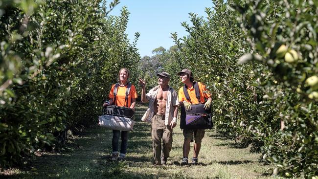 Farmers need workers to help pick their crops. Picture: Luis Enrique Ascui