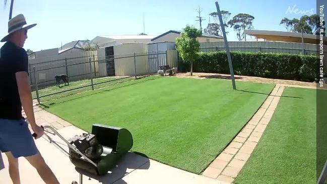 Lawn Care Porn - How Whyalla's Matt Daum's Lawnporn Facebook, YouTube channels became grass  geek sensations | The Advertiser