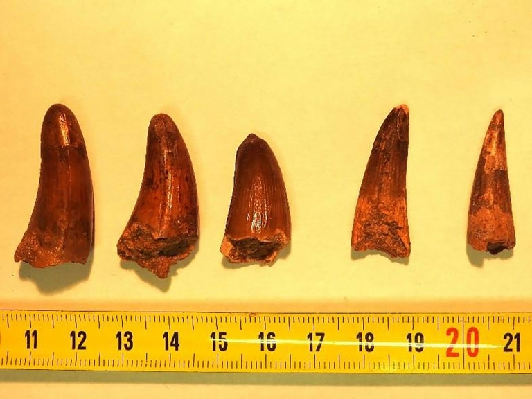 France finds smuggled dinosaur teeth in parcels bound for Italy