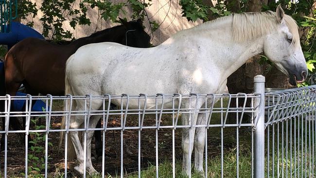 The two horses stand quietly on Monday in the abandoned children’s playground on the former Belrose Library site, just off Glenrose Pl. Picture: Jim O'Rourke